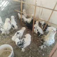 تخم  نطفه دار گلین، لوهمن، سلطان بلک متلد|حیوانات مزرعه|کاشان, نوش آباد|دیوار