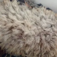 فروش انواع پوست گوسفند