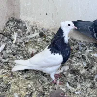 گلی دم سرخ بهبهانی|پرنده|شیراز, تل حسین‌آباد|دیوار