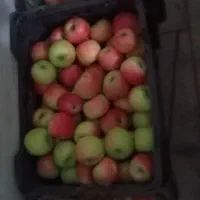 سیب|خوردنی و آشامیدنی|سمنان, |دیوار