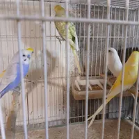 فروش مرغ عشق مولد