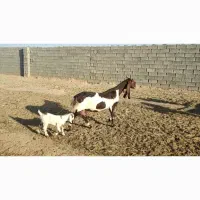 بز و بزغاله تخمی دورگه پاکستانی شیرا|حیوانات مزرعه|خواف, |دیوار