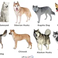 یه سگ پاکوتاه پیدا شده