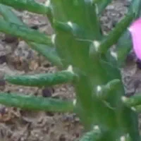 تعدادی گلدان و گل  ۱۰۰۰۰|گل و گیاه طبیعی|رشت, سیا اسطلخ|دیوار