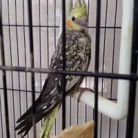 جوجه عروس گل باقالی خون پاک