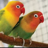 کوتوله برزیلی