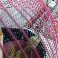 عروس هلندی سلامت|پرنده|فشاپویه, |دیوار