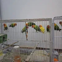 کوتوله برزیلی اوپلاین گرین