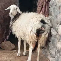 چبش تخم وکابر سفت چاق