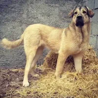 سگ پژدر