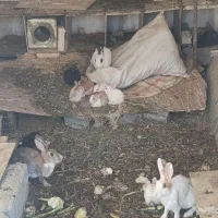 خرگوش درب منزل