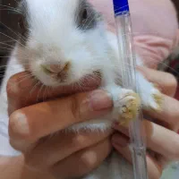 خرگوش باهوش و خوشگل|موش و خرگوش|اصفهان, بهارستان|دیوار