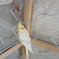 عروس هلندی ماده