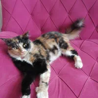 گربه کالیکو|گربه|ارومیه, |دیوار