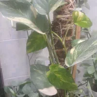 گل پتوس و دونه ۱۲۰ مفت مفت حراج آخر فصل|گل و گیاه طبیعی|مرودشت, مختارآباد|دیوار