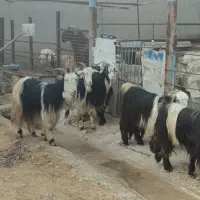 بز لری|حیوانات مزرعه|بهبهان, |دیوار