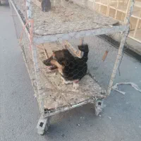 سگ پیدا کردم