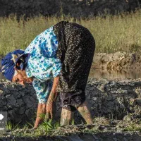 فروش ۲۰ کیلو قیمت ۶۰۰۰۰۰۰ میلیون تومان|خوردنی و آشامیدنی|رشت, آزادگان|دیوار