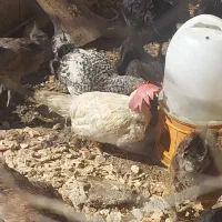خروس