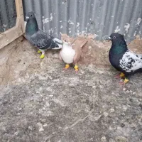 کفتر صید حریف