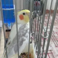 عروس هلندی دوکت