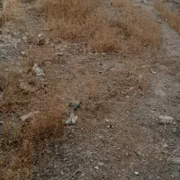 ملک فروشی در اسلام آباد