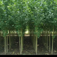 فروش نهال گردو و بادام و صنوبر در نهالستان