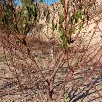 هرس کاری طبق مهندسی بیش از 25سال سابقه