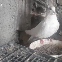 کبوتر نرو ماده|پرنده|مشکین‌دشت, |دیوار