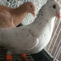 سار سرور کاکلی کرمونی