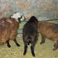 دوتا بره نر و یک ماده سبک|حیوانات مزرعه|مشهد, ایوان|دیوار