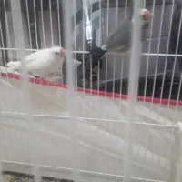 فنچ نرگسی مولد|پرنده|کاشمر, |دیوار