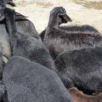 تعداد 12راس بره ماده موسیم فروش