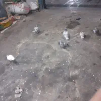 ۶تاکفتر به علت نبودن جامی فروشم|پرنده|اسلامشهر, شهرک محمدیه|دیوار