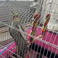 عروس هلندی سخنگو