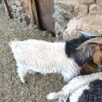 کهره نر و ماده فروشی