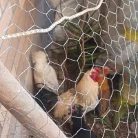 مرغ و خروس|حیوانات مزرعه|فولادشهر, C1|دیوار