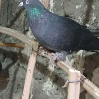 دمسفید نر زمانت پر|پرنده|بم, |دیوار