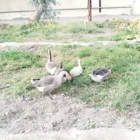 قو غاز|حیوانات مزرعه|زاهدان, |دیوار