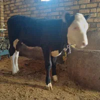 یک عدد گاوشیری|حیوانات مزرعه|قیدار, |دیوار