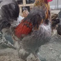 خروس ومرغ برهما جوان وتخم کن