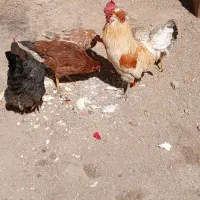 مرغ
