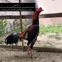 خروس‌لاری|حیوانات مزرعه|رباط‌کریم, رباط‌کریم|دیوار