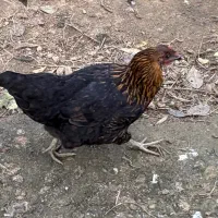 مرغ وخروس|حیوانات مزرعه|لاهیجان, لیالستان|دیوار