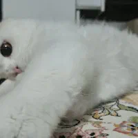 گربه پرشین|گربه|میاندوآب, |دیوار