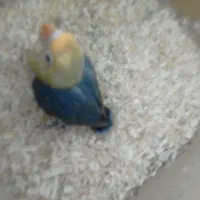 طوطی برزیلی|پرنده|بروجرد, |دیوار