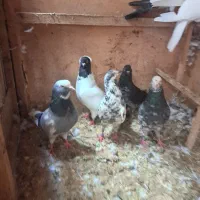 فروش یا معاوضه پرنده زیر قیمت و با اصالت|پرنده|بابل, |دیوار