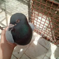 کبوتر آلمانی