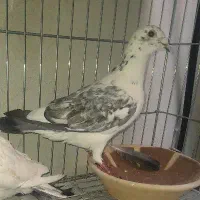 کبوتر گمشده