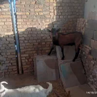 تعدادی بز وکره ویک عدد چپش الپایین|حیوانات مزرعه|میبد, |دیوار